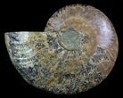 Beautiful Cut Ammonite Fossil (Half) - Agatized #34544-1